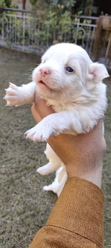 Russian Puppies /red nose Russian /Male Puppies /Russian dog For Sale 9