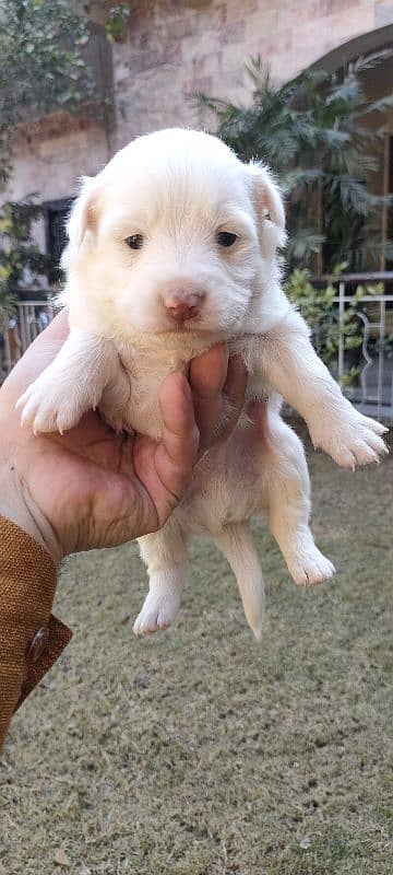 Russian Puppies /red nose Russian /Male Puppies /Russian dog For Sale 10