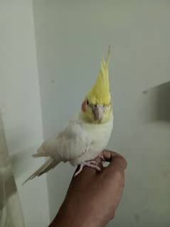 breeder tamed cockatiel