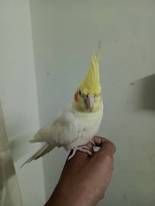 breeder tamed cockatiel 0