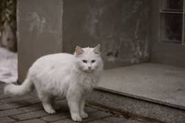 Persian female cat ha bila ni ha pas agr ksis k pas ha ap