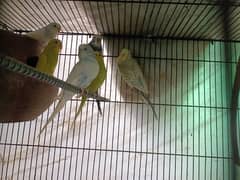 Australian parrots / budgies