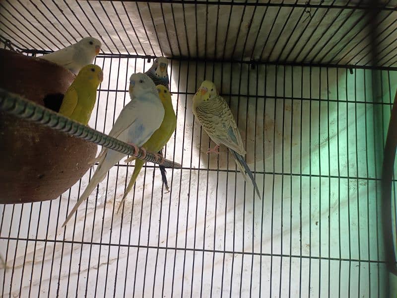 Australian parrots / budgies 0