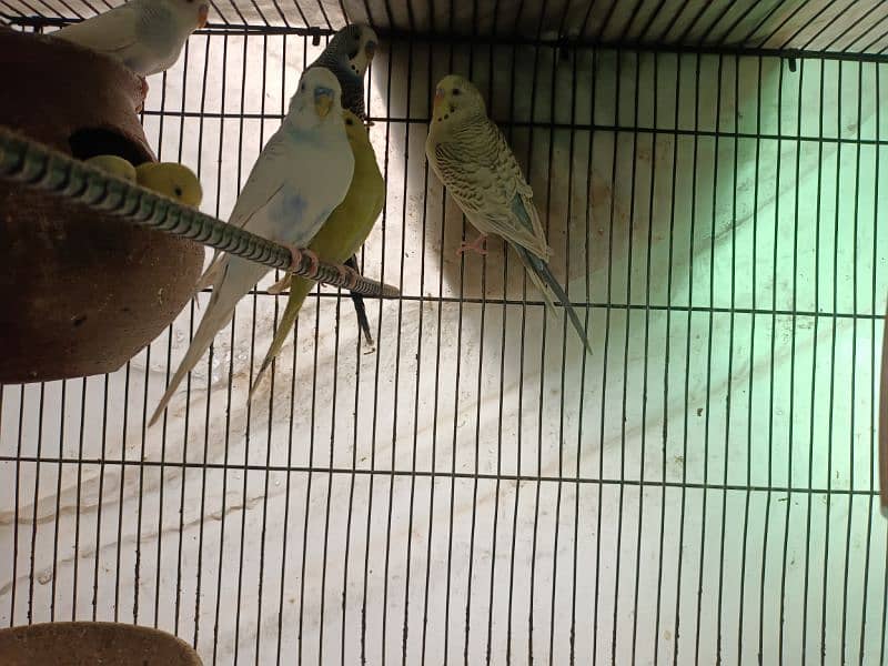 Australian parrots / budgies 1