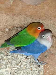 Ready to breed pair lovebirds Fisher blue Fisher