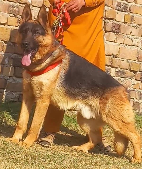 German Shepherd double coat male age 12 month for sale 0