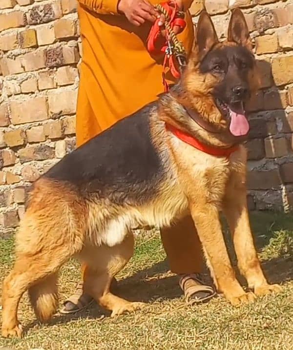 German Shepherd double coat male age 12 month for sale 1