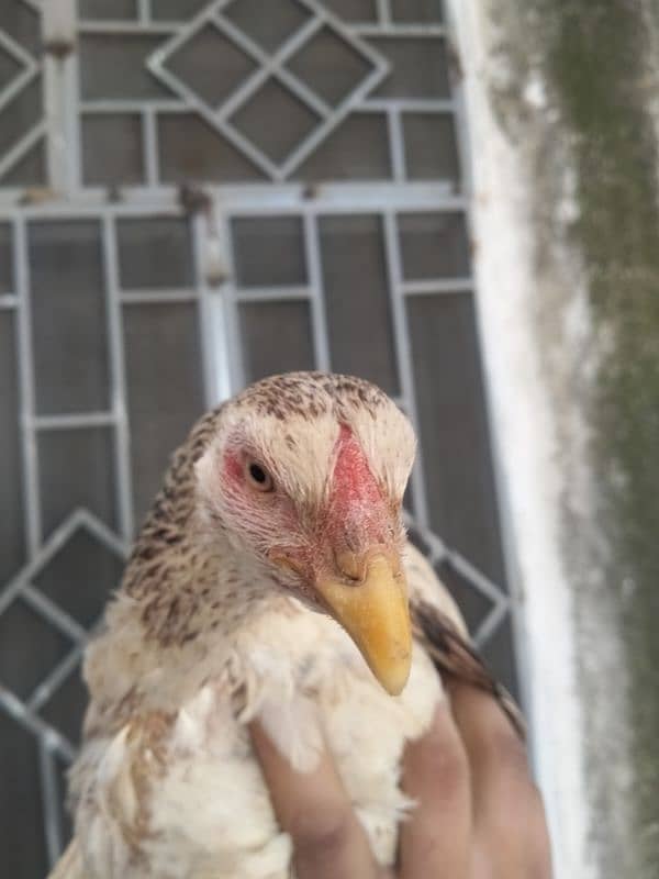 Jawa son And Female  for sell in Cheap Price contact in whatsaap 1