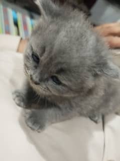 chartreux female kitten