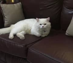 Persian cat triple coat breeder ( age 2 years )