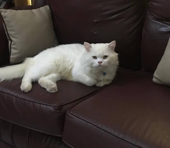 Persian cat triple coat breeder ( age 2 years ) 0