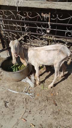 bakra