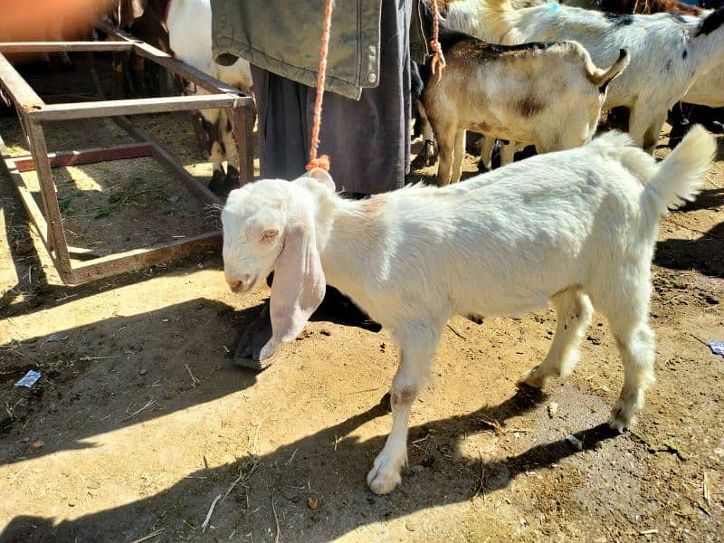 Gulabi Bakra (male) 0