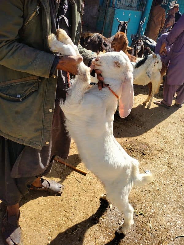 Gulabi Bakra (male) 1