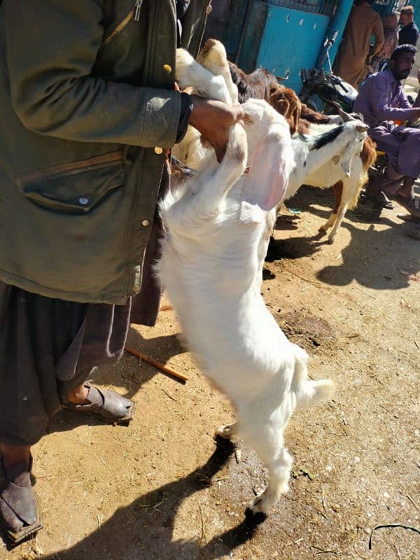 Gulabi Bakra (male) 2