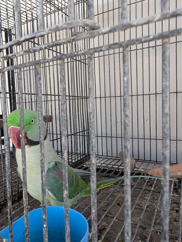 Pahari Raw Parrot 0