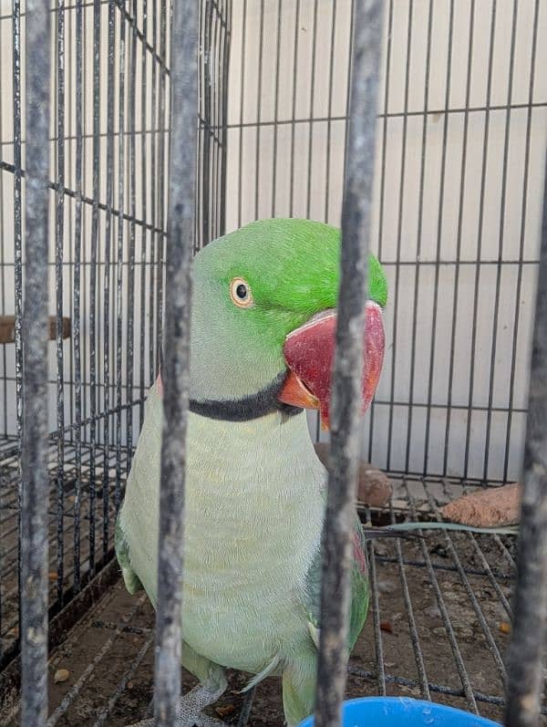 Pahari Raw Parrot 1