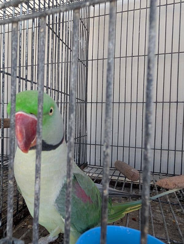 Pahari Raw Parrot 2