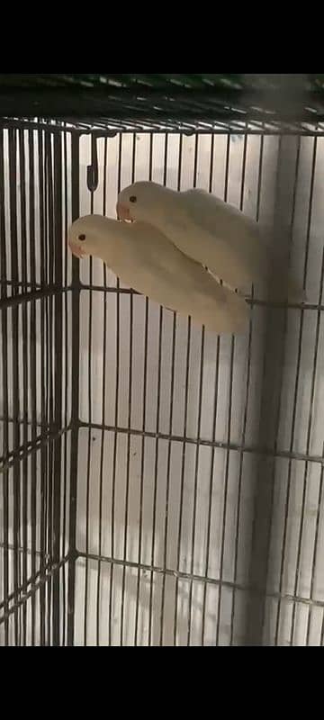 albino split breedar pair 3