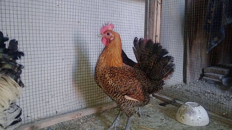 desi hens for sale 2