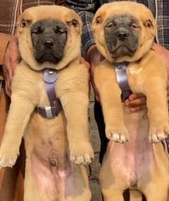 Kurdish Kangal Dog | security dog for sale | Kurdish Kangal Pair