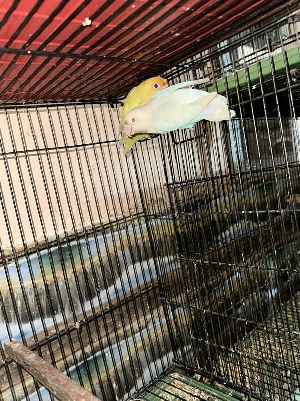 Love Birds/Castino/Strata off-line/Criminal/parrots/albino/bird 6