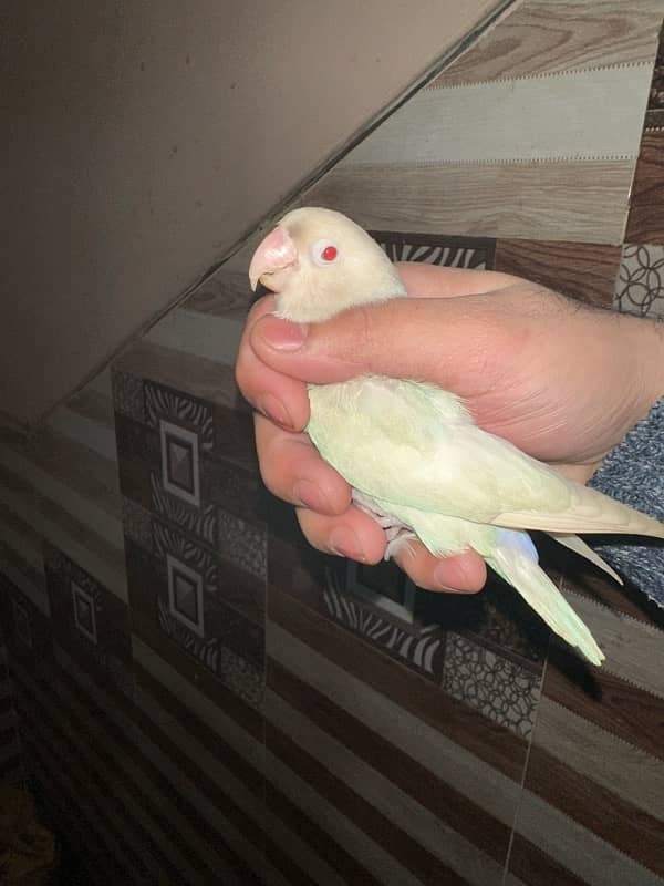 Love Birds/Castino/Strata off-line/Criminal/parrots/albino/bird 9