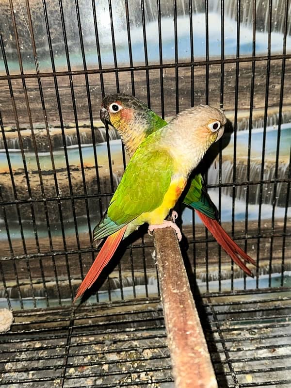 Love Birds/Castino/Strata off-line/Criminal/parrots/albino/bird 11