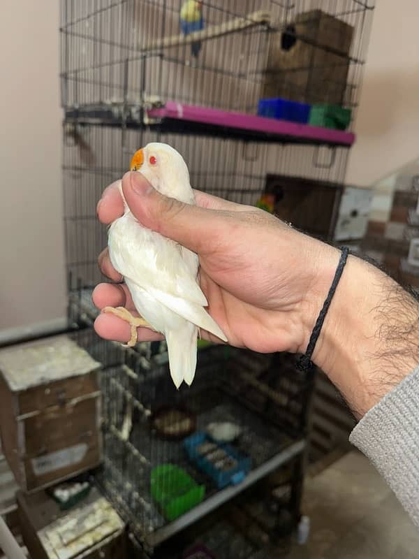 Love Birds/Castino/Strata off-line/Criminal/parrots/albino/bird 15