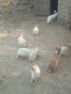 Rabbits