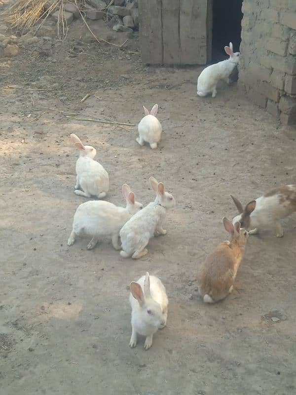 Rabbits Available Male & Female Contact Whatsapp Number 0321 4460076 0