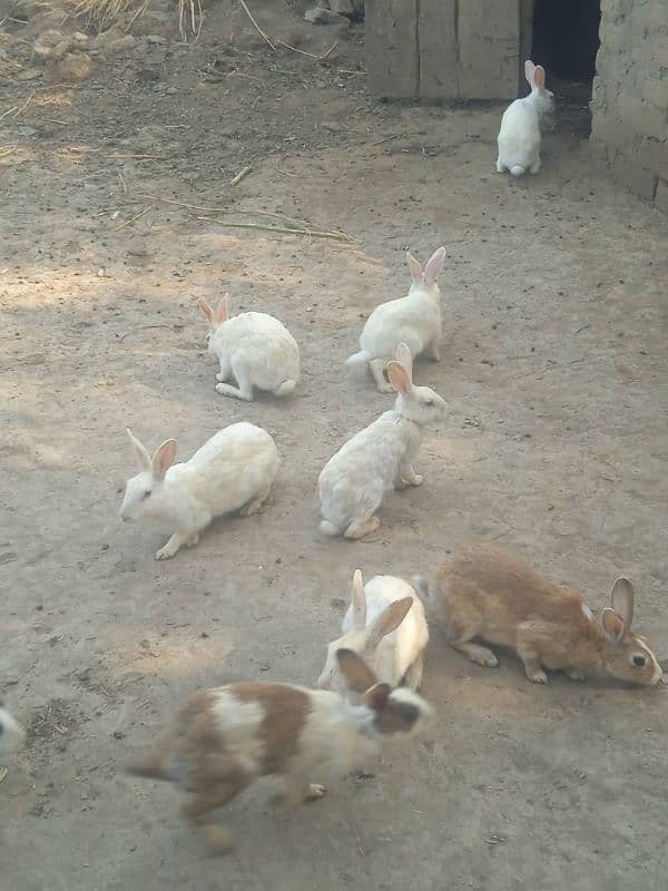 Rabbits Available Male & Female Contact Whatsapp Number 0321 4460076 1