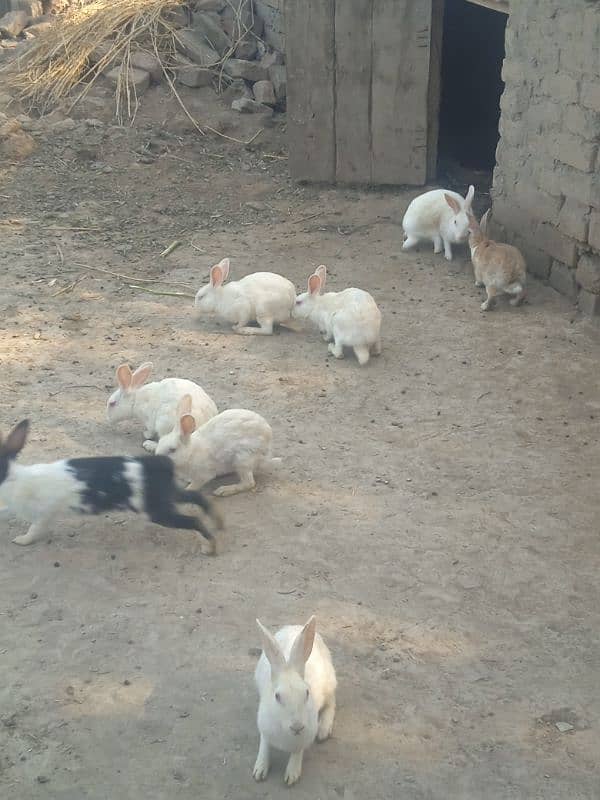 Rabbits Available Male & Female Contact Whatsapp Number 0321 4460076 2