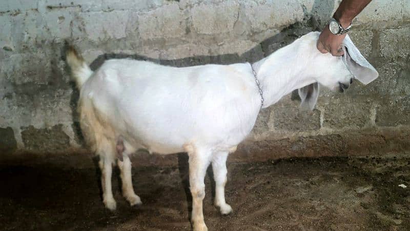 5 PURE GULABI NASAL BAKRI 4