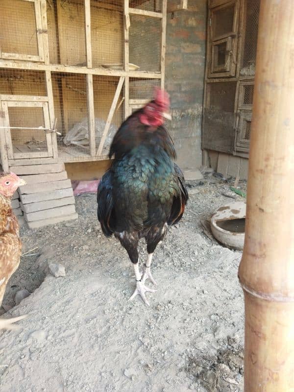 lakha Murgh 1