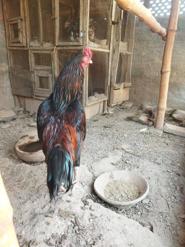 lakha Murgh 2