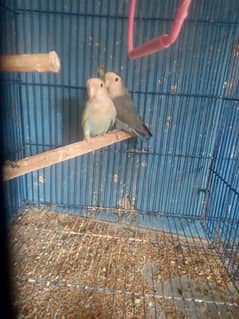 rosicoli breeder pair for sale