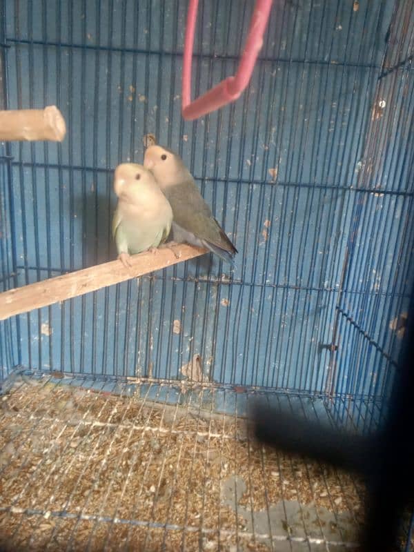 rosicoli breeder pair for sale 1