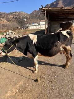 Fresian cow for sale