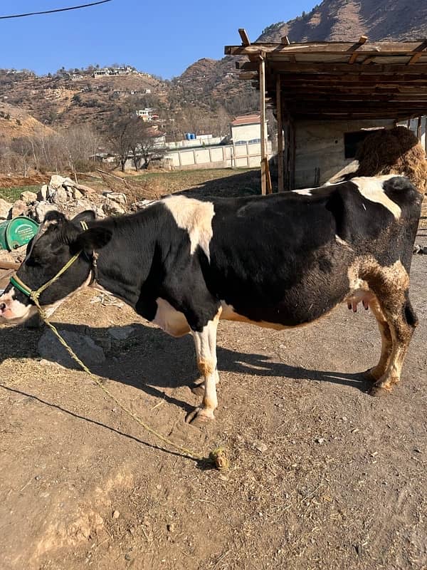 Fresian cow for sale 0