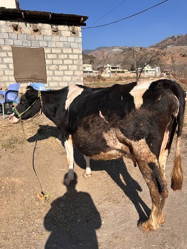 Fresian cow for sale 1