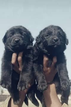 balck shepherd pair 2 mahnt for sale