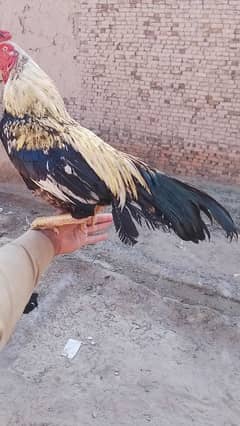 mianwali pure blood line zero size high quality murgha