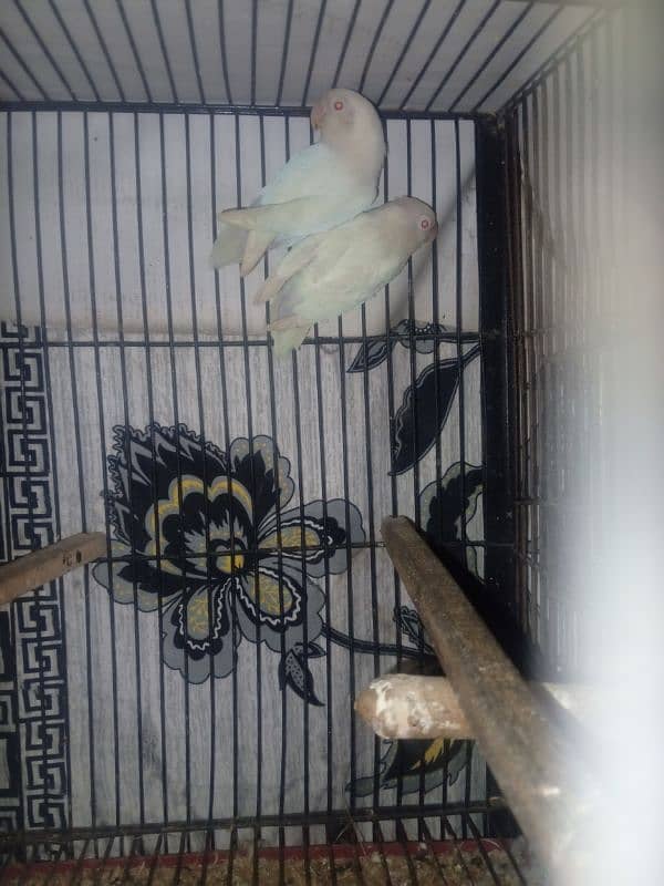 I wanted to sale albino red eyes breeder pair 2