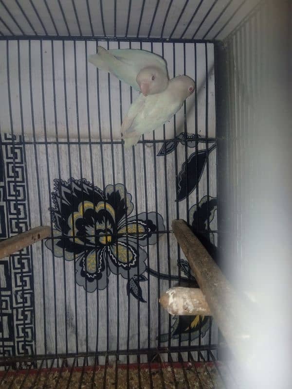 I wanted to sale albino red eyes breeder pair 3