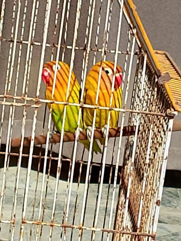 Beautiful pair of love bird 0