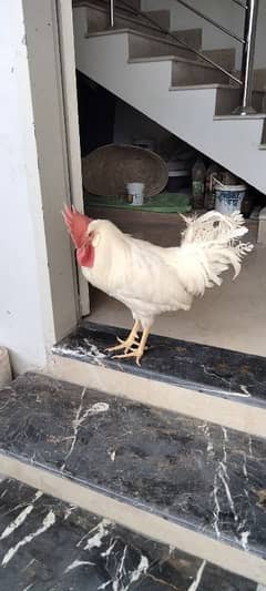 Male Leghorn adult