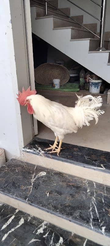 Male Leghorn adult 1