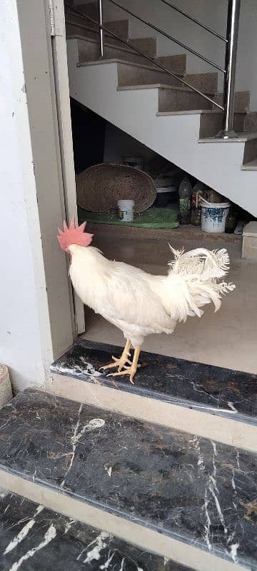 Male Leghorn adult 2