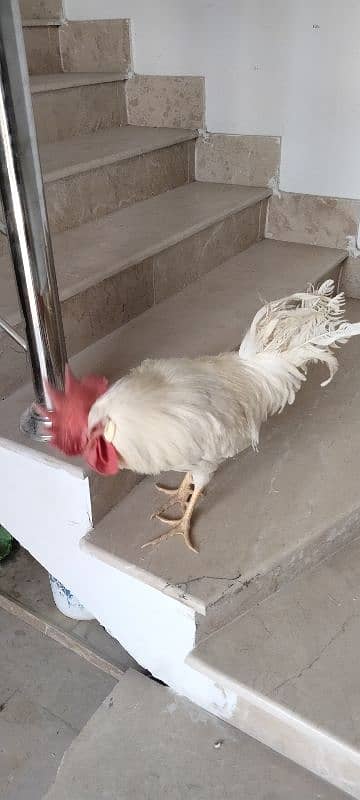 Male Leghorn adult 3